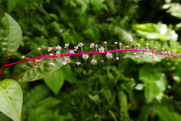 Image of Venezuelan pokeweed