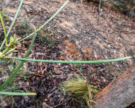 Image de Acacia mucronata Willd. ex H. L. Wendl.