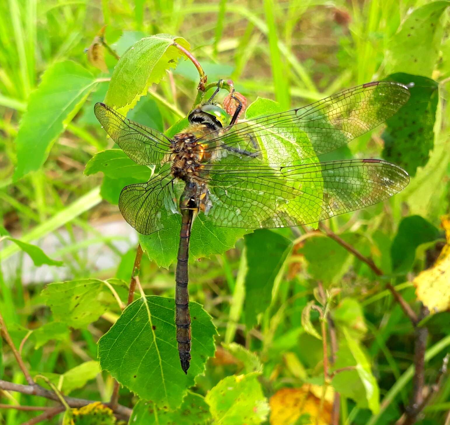 Imagem de Somatochlora metallica (Vander Linden 1825)