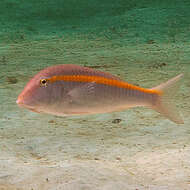 Image of Rosy goatfish