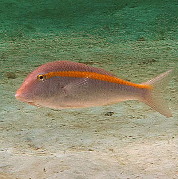 Image of Rosy goatfish