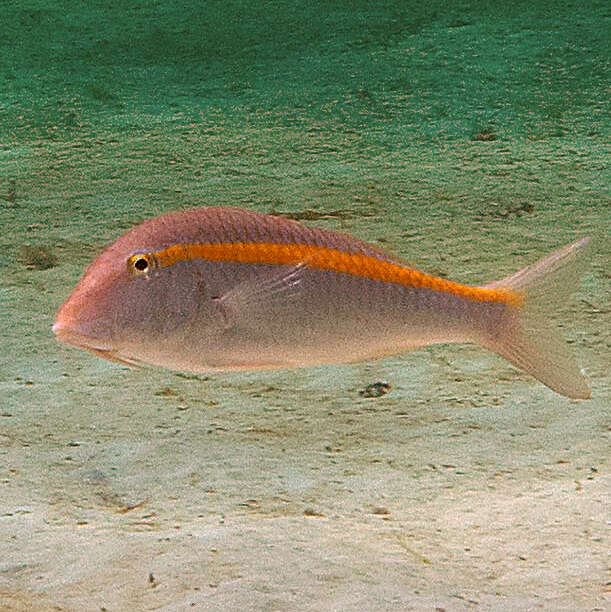 Image of Rosy goatfish