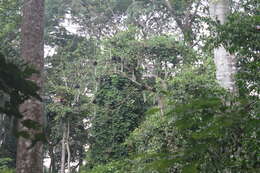 Image of Geoffroy's Black-and-White Colobus