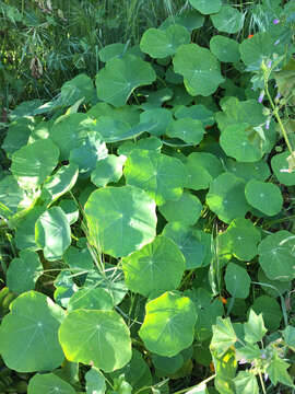 Image of Garden Nasturtium
