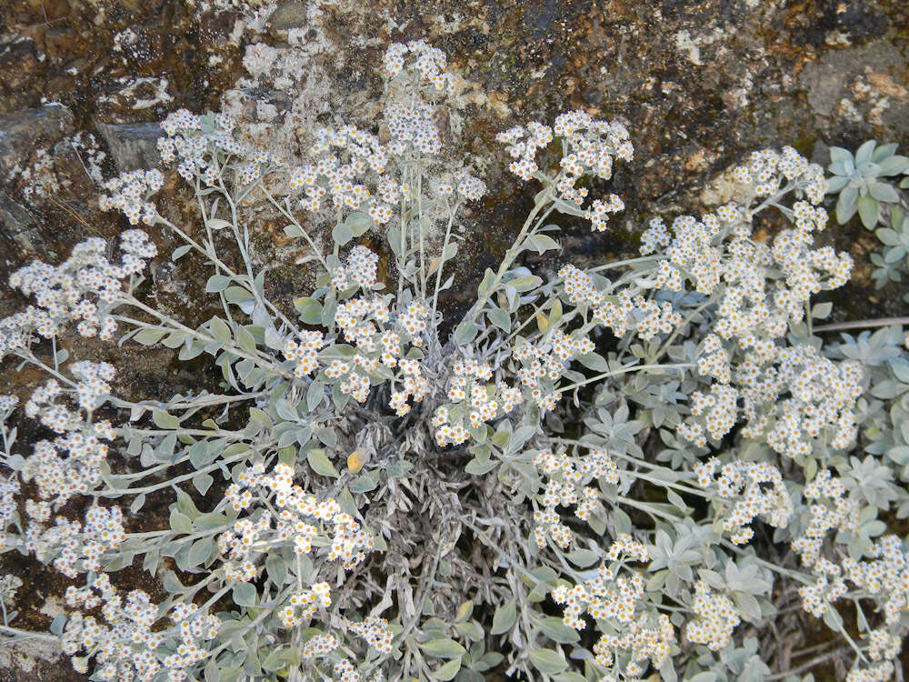 Слика од Helichrysum sutherlandii Harv.