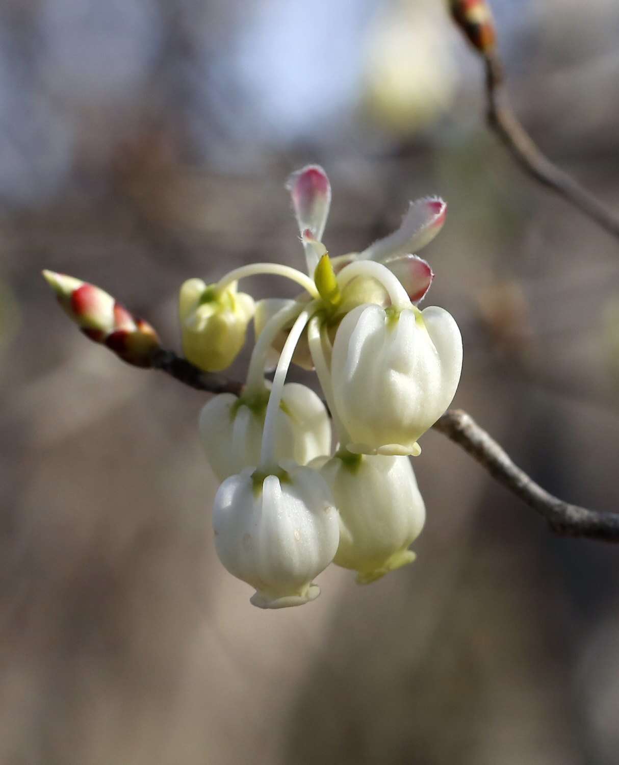 Image de Enkianthus perulatus (Miq.) Schneider