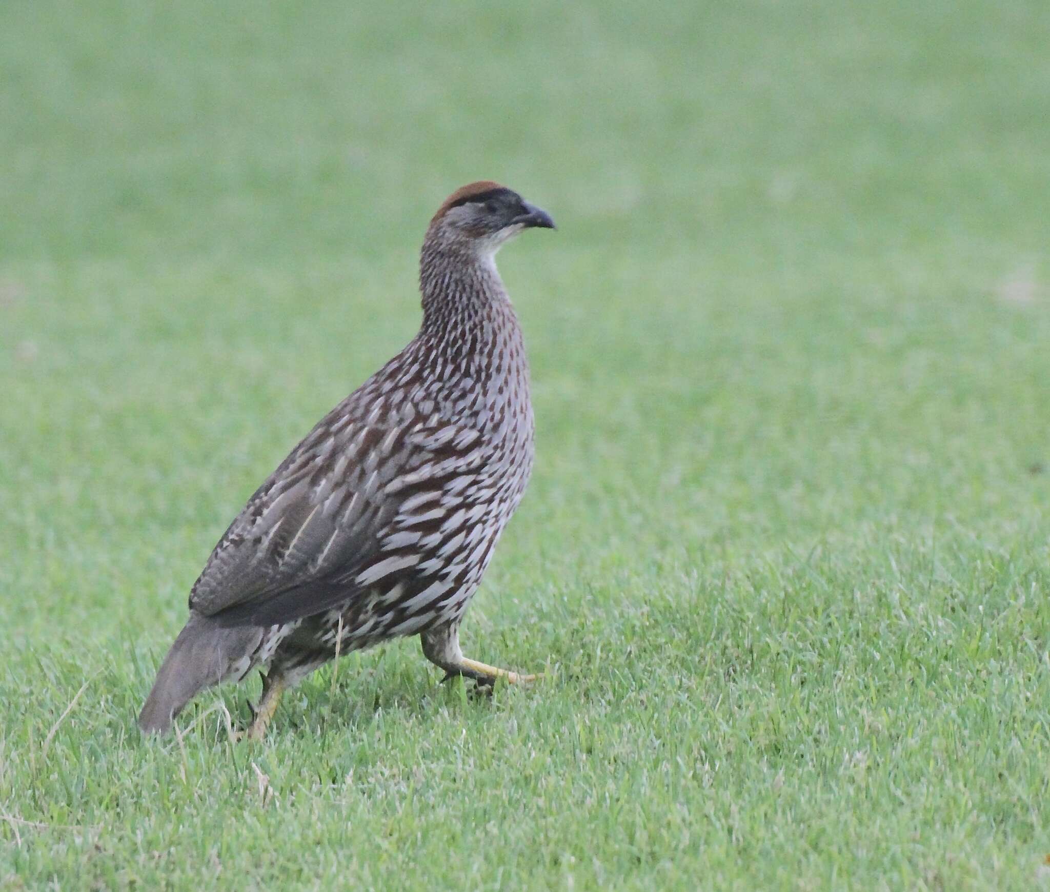 Image of Erckel's Francolin