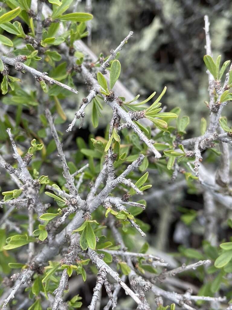 Image of desert almond