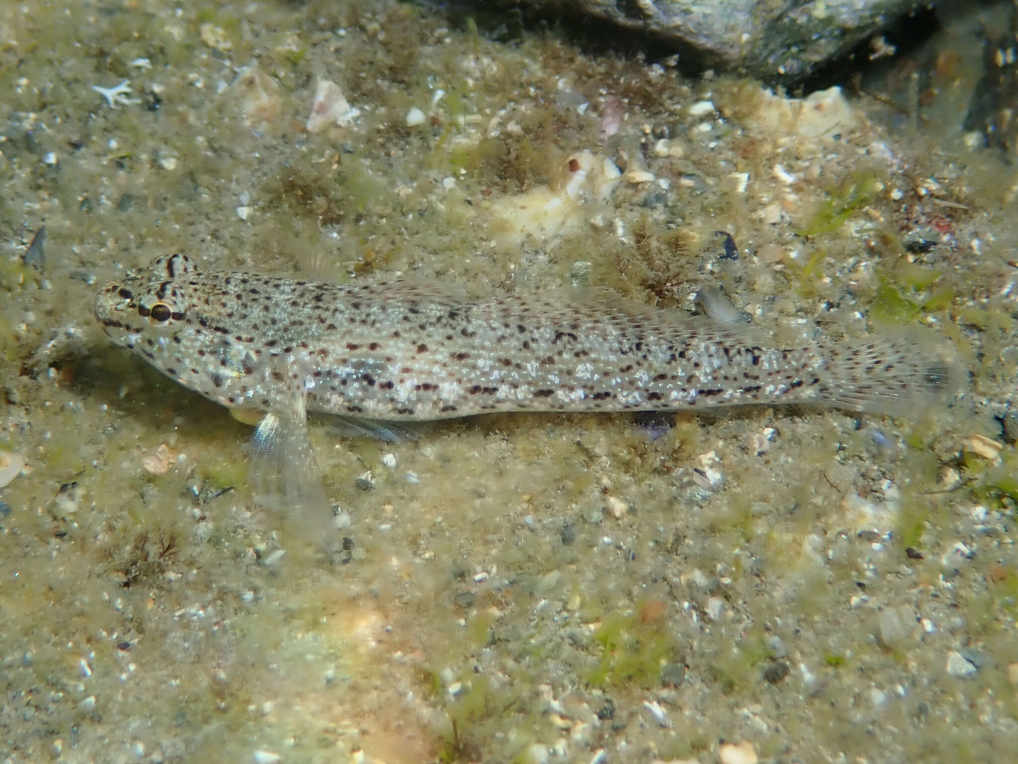 Image of Gobius incognitus Kovačić & Sanda 2016