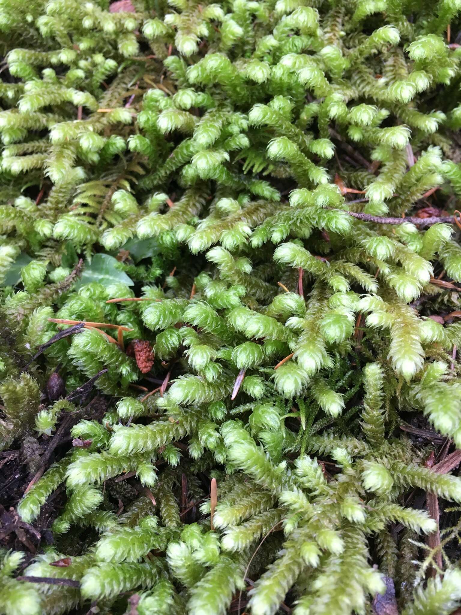 Image of robust rhytidiopsis moss