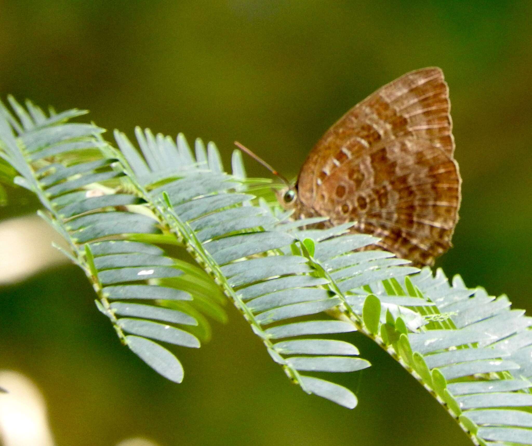 Plancia ëd <i>Arhopala <i>centaurus</i></i> centaurus