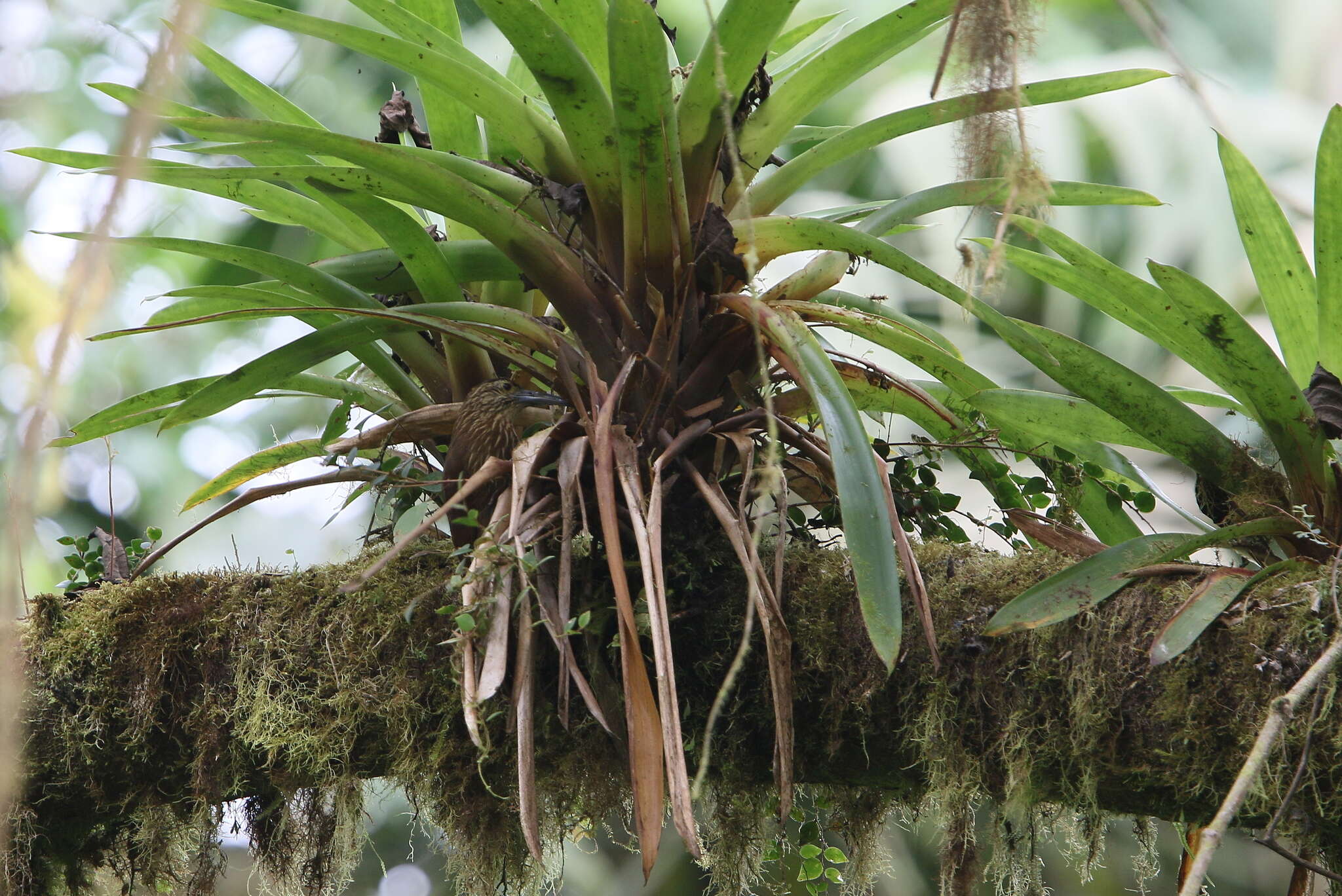 Image of Strong-billed Woodcreeper