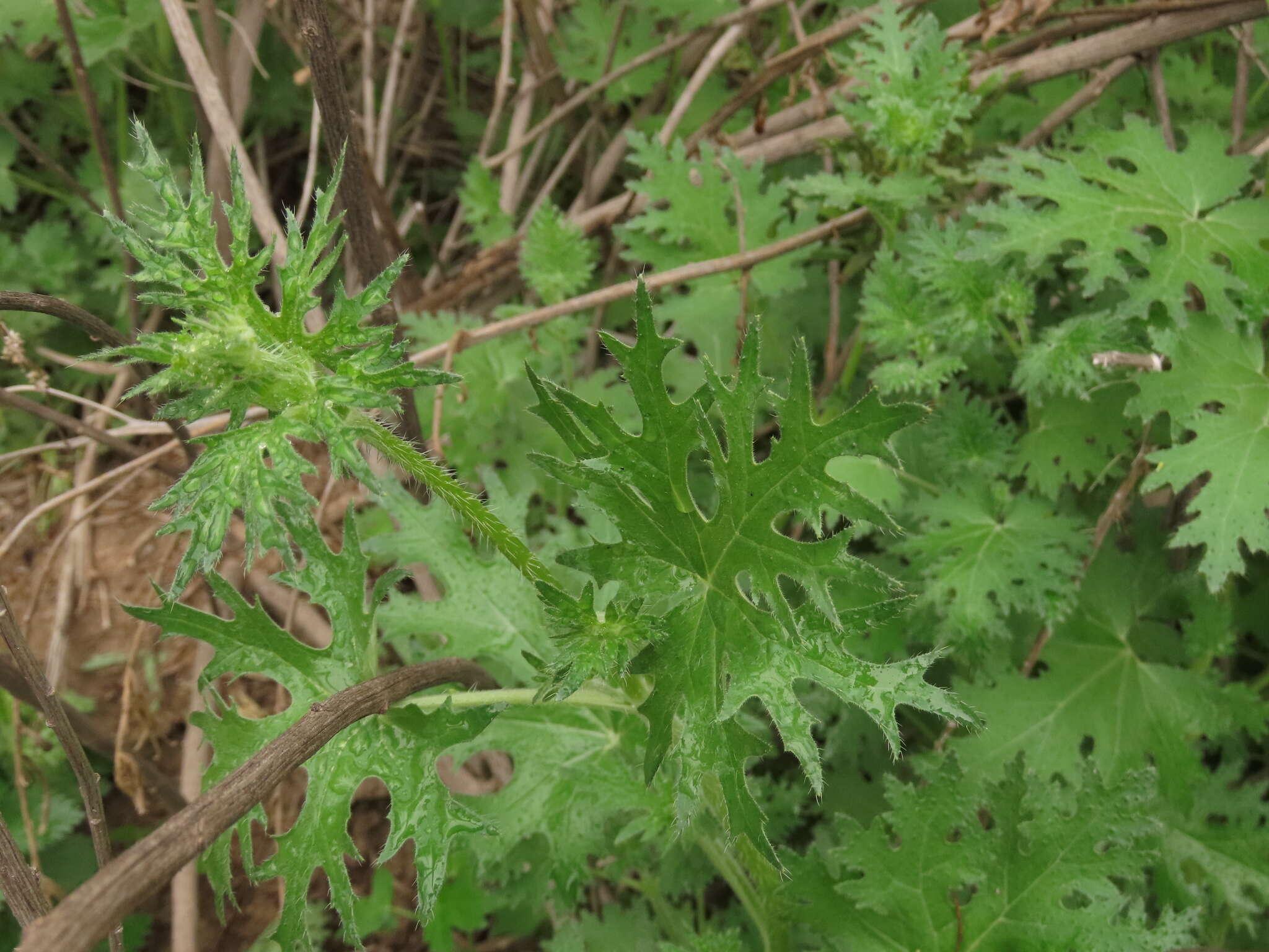 Image of Loasa prostrata Gill. ex Arn.