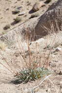 Imagem de Eriogonum nudum var. westonii (S. Stokes) J. T. Howell