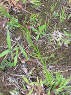 Image of Canada toadflax