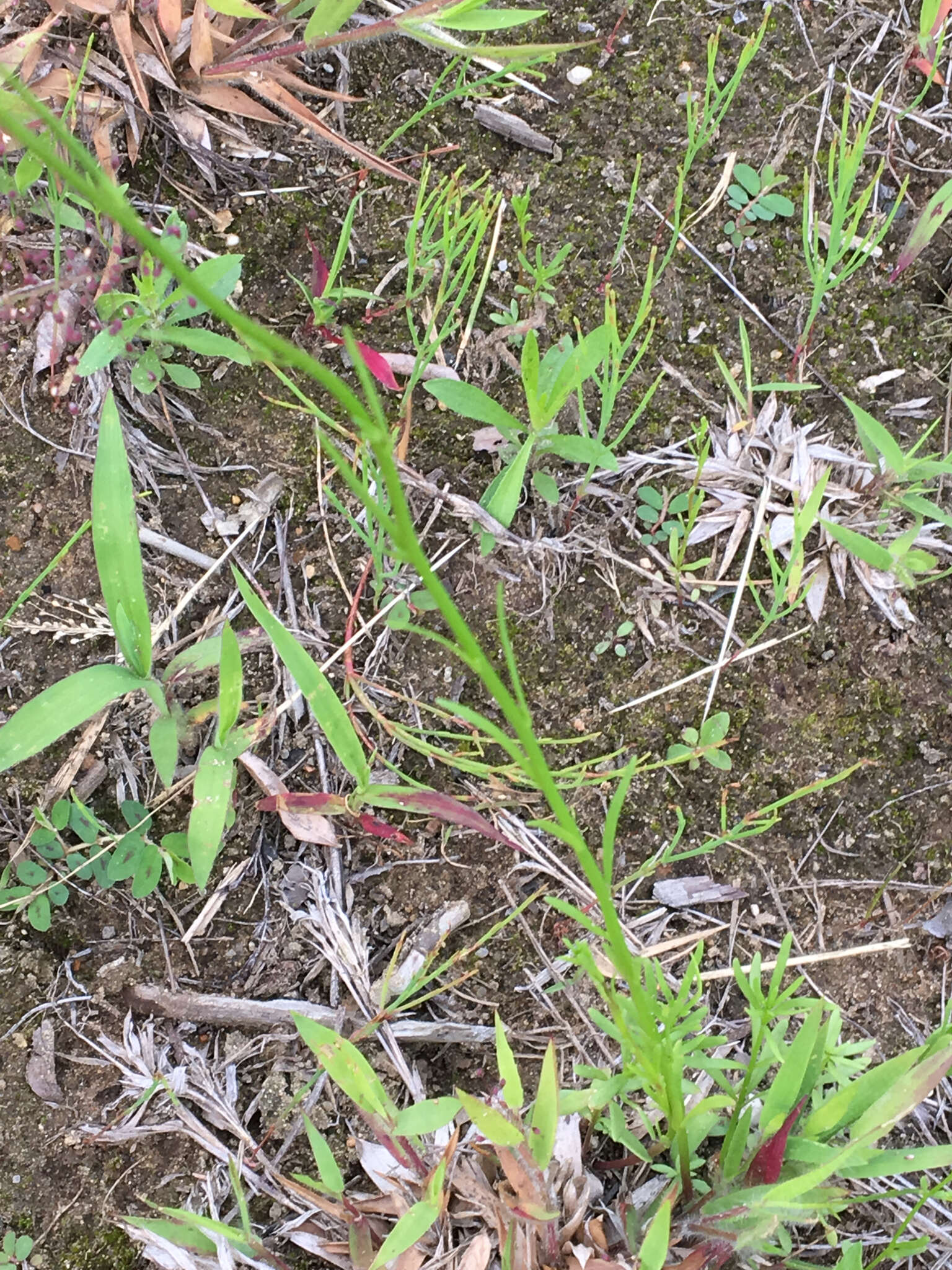 Image of Canada toadflax