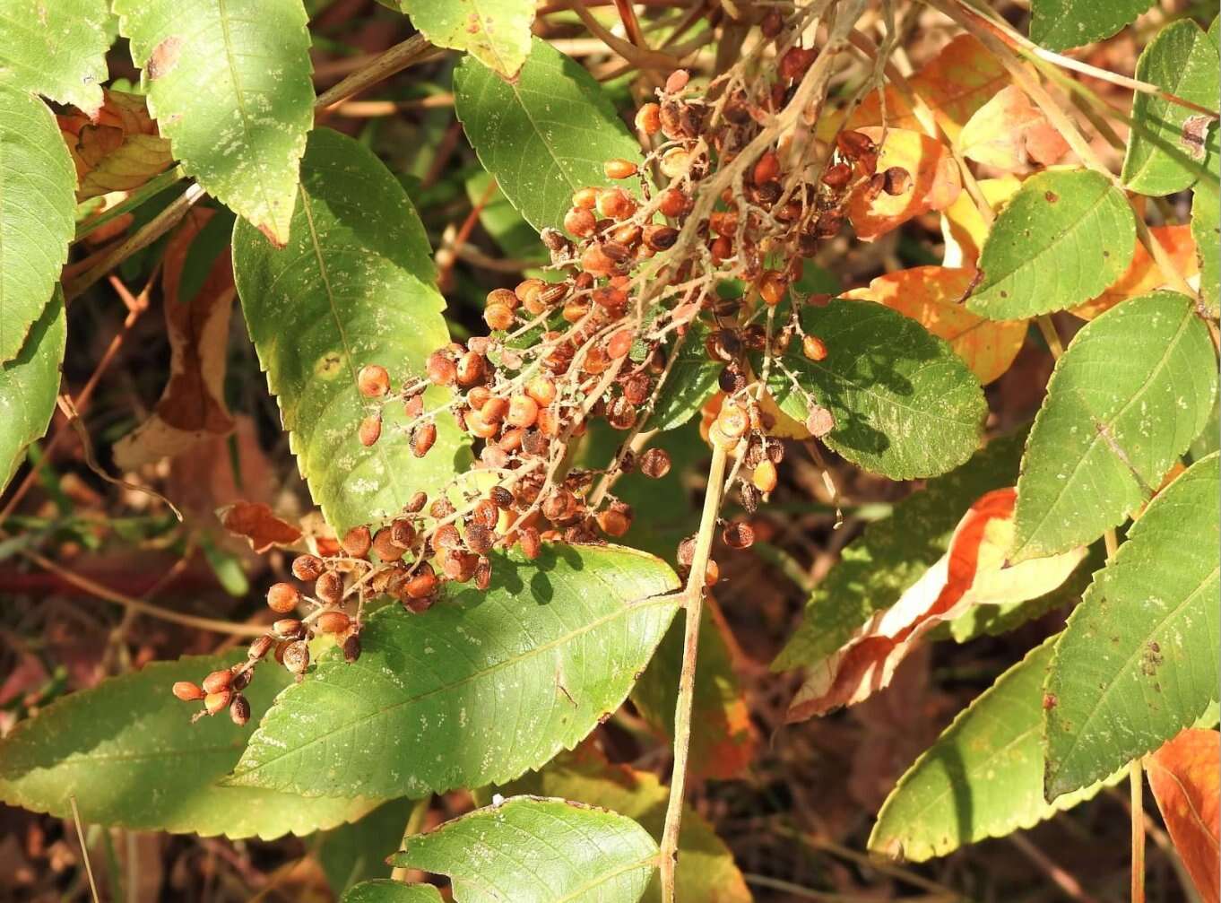 Sivun Rhus chinensis Mill. kuva