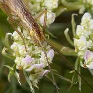 Image of tree-cricket