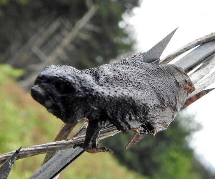 Image of Black Rain Frog