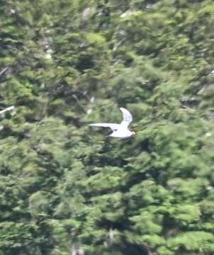 Image of Black-fronted Tern