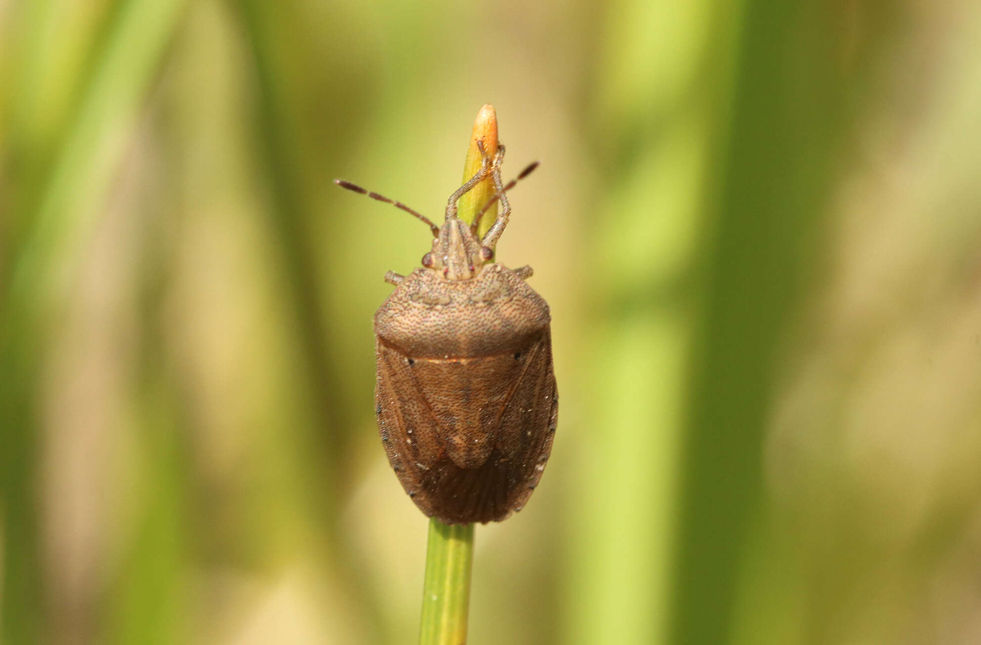 Image of Oenopiella punctaria (Stal 1859) Stal 1859