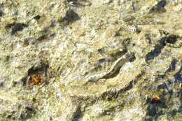 Image of Pallid Rockskipper