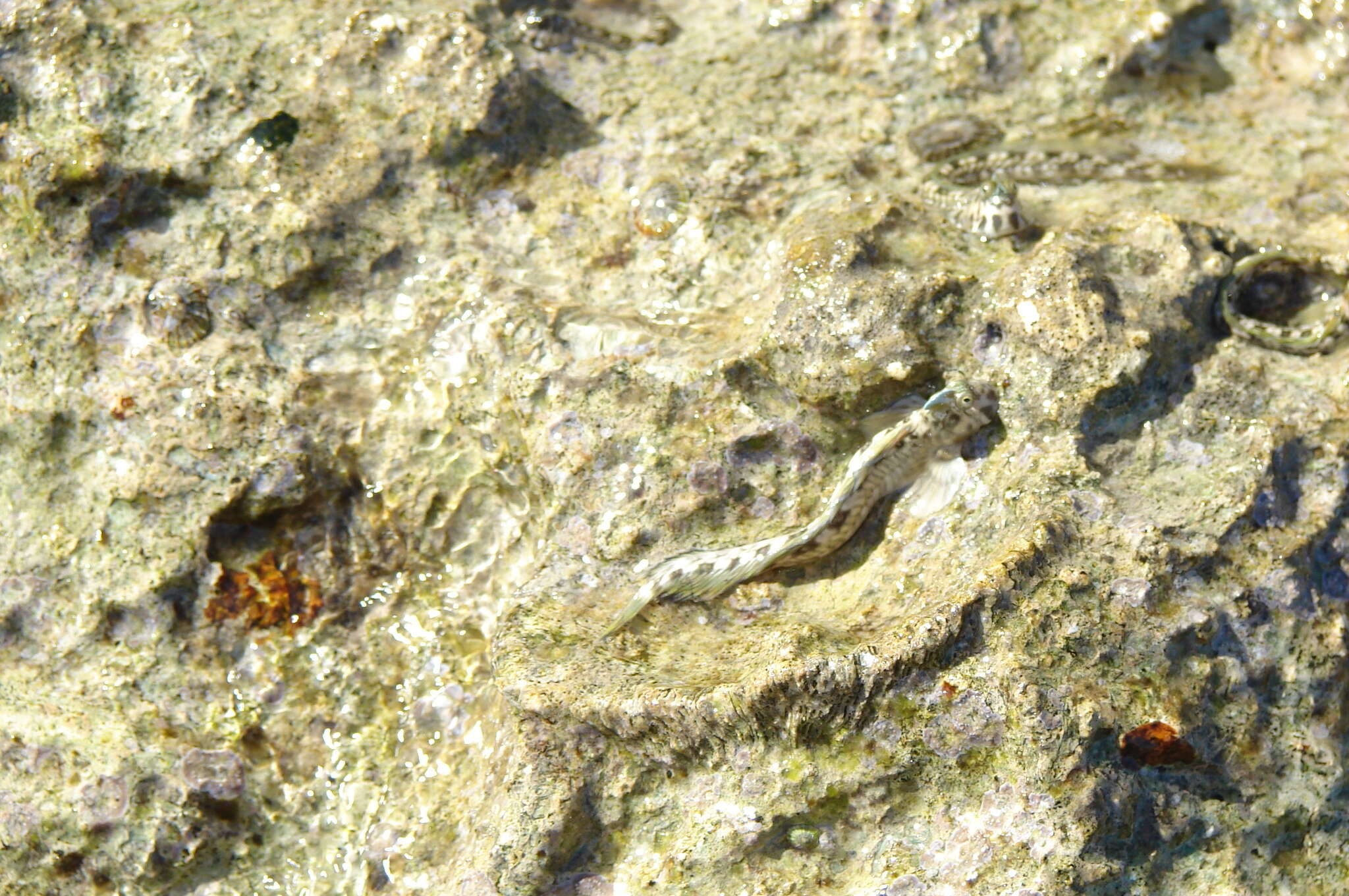 Image of Pallid Rockskipper