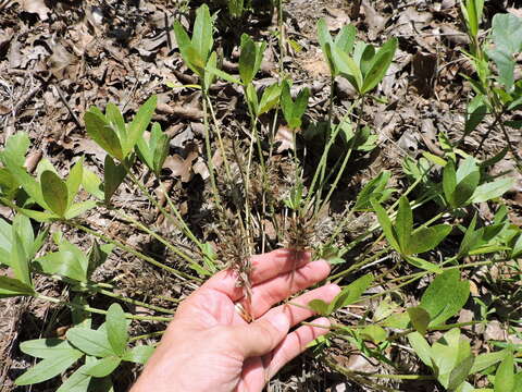 Psoralea hypogaea Torr. & A. Gray resmi