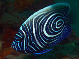 Image of Angelfish