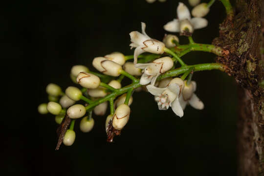 Image of Dysoxylum parasiticum (Osbeck) Kosterm.