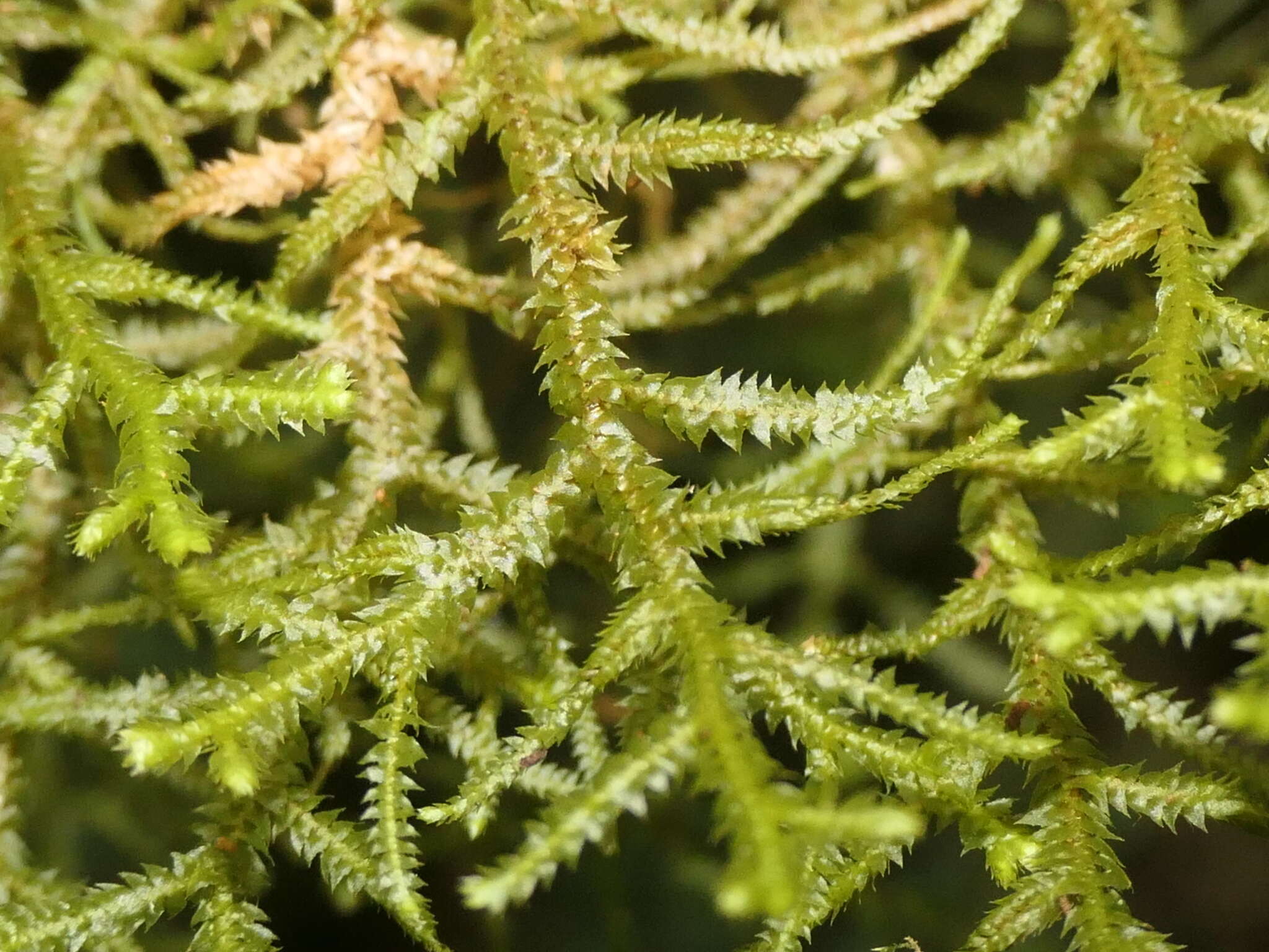 Image of Dendromastigophora flagellifera (Hook.) R. M. Schust.