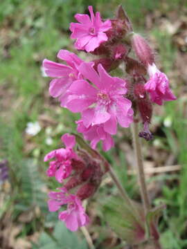 صورة Silene dioica (L.) Clairv.