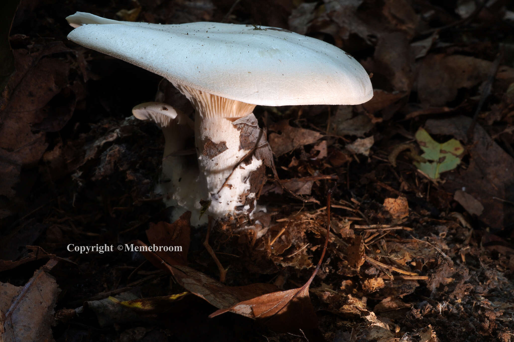 Plancia ëd Clitocybe robusta Peck 1897