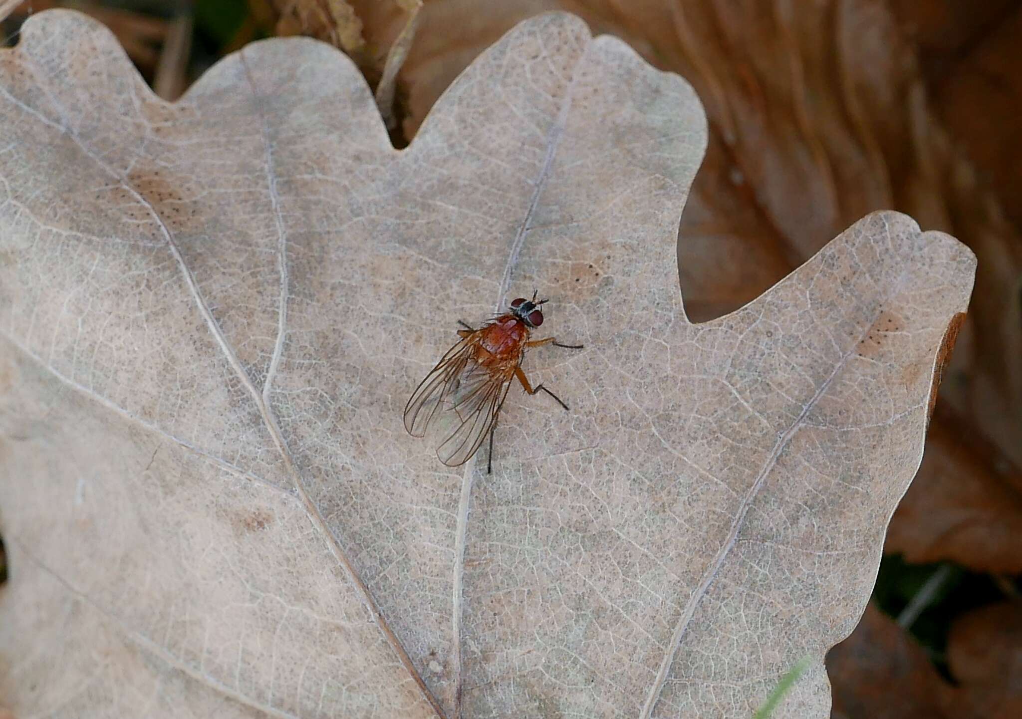 Sivun Thricops diaphanus (Wiedemann 1817) kuva