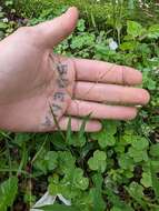 Image of Trailing Crab Grass