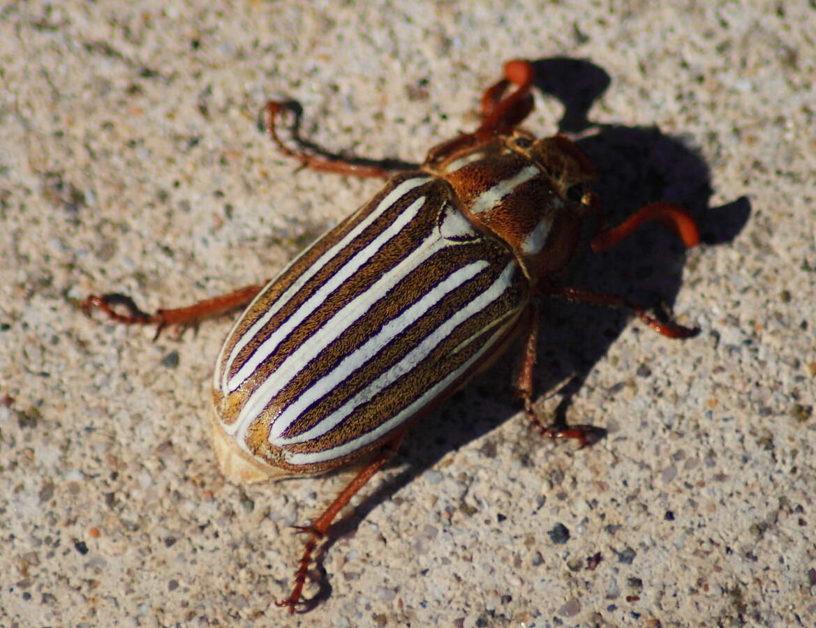 Image of Ten-lined June Beetle