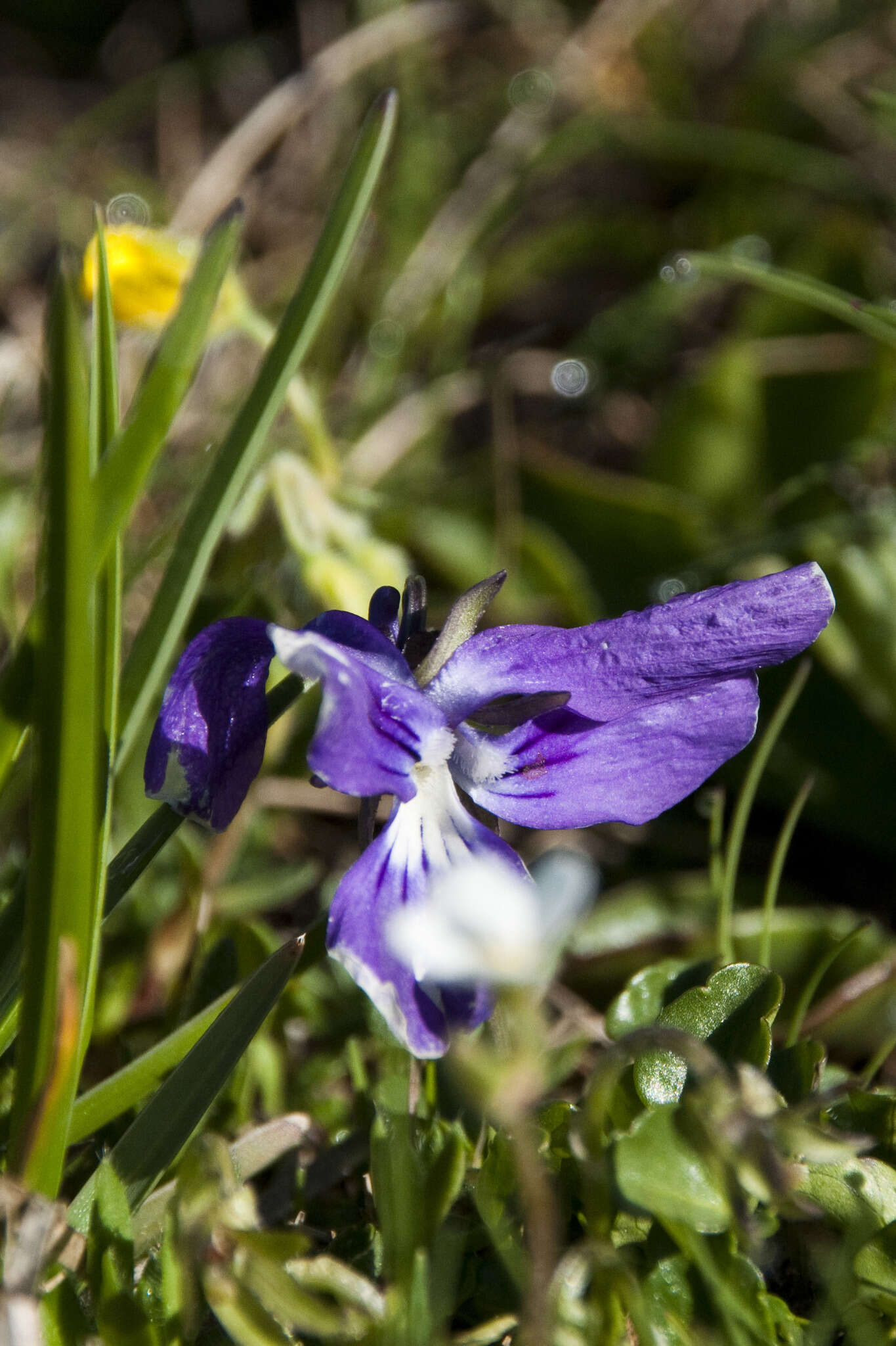 Слика од Viola alpina Jacq.