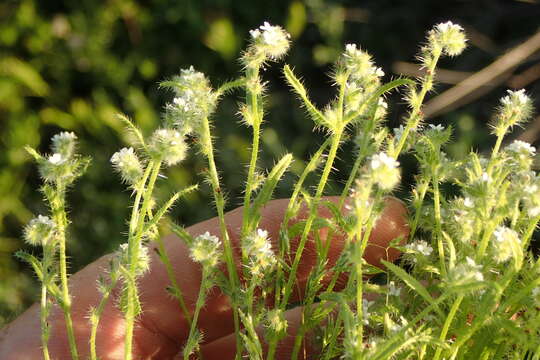 Plancia ëd Cryptantha clevelandii Greene