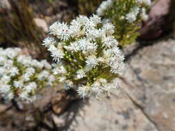 Plancia ëd Dolichothrix ericoides (Lam.) Hilliard & Burtt