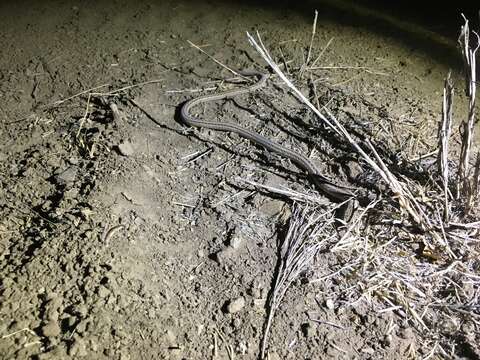 Image of Black-headed Scaly Foot