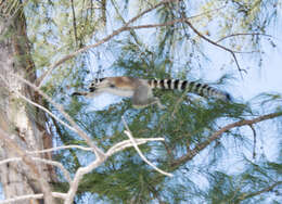 Image of Lemur Linnaeus 1758