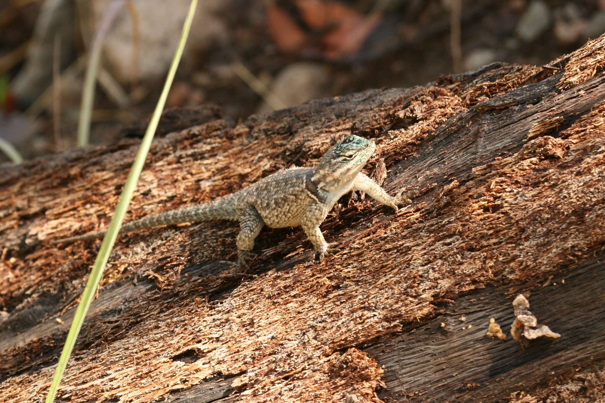 Sceloporus jarrovii jarrovii Cope 1875的圖片