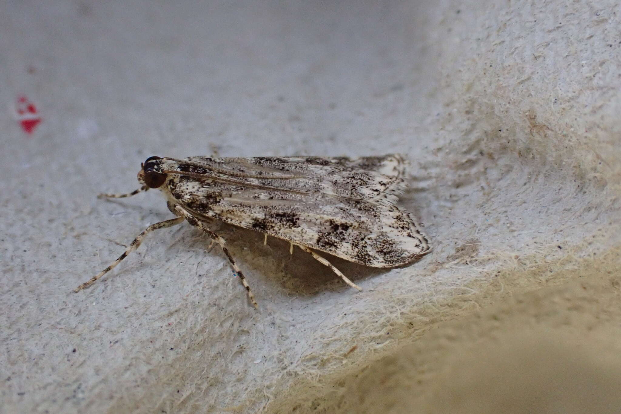 Image of Eudonia lineola Curtis 1827