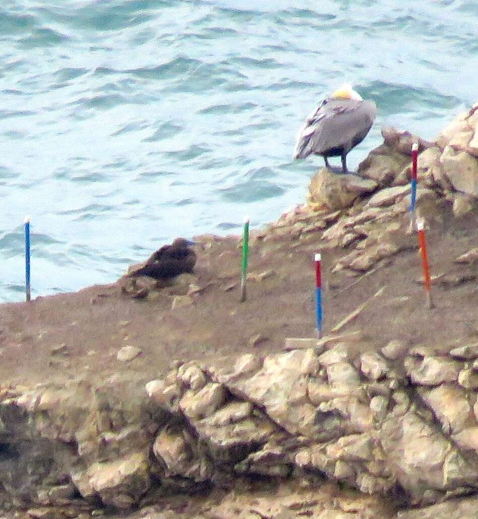 Image of Brown Booby