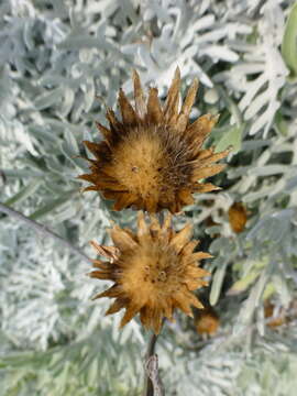 Centaurea cineraria L. resmi