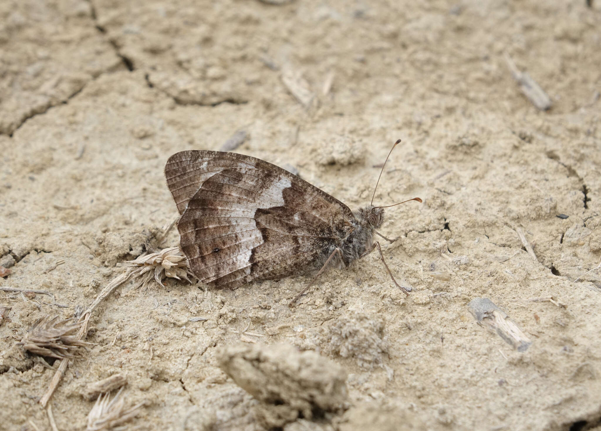 Слика од Hipparchia pellucida Stauder 1924