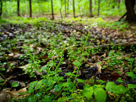 Image of American Bittercress