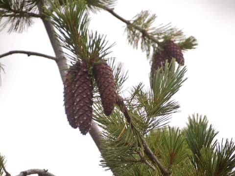 Image of western white pine