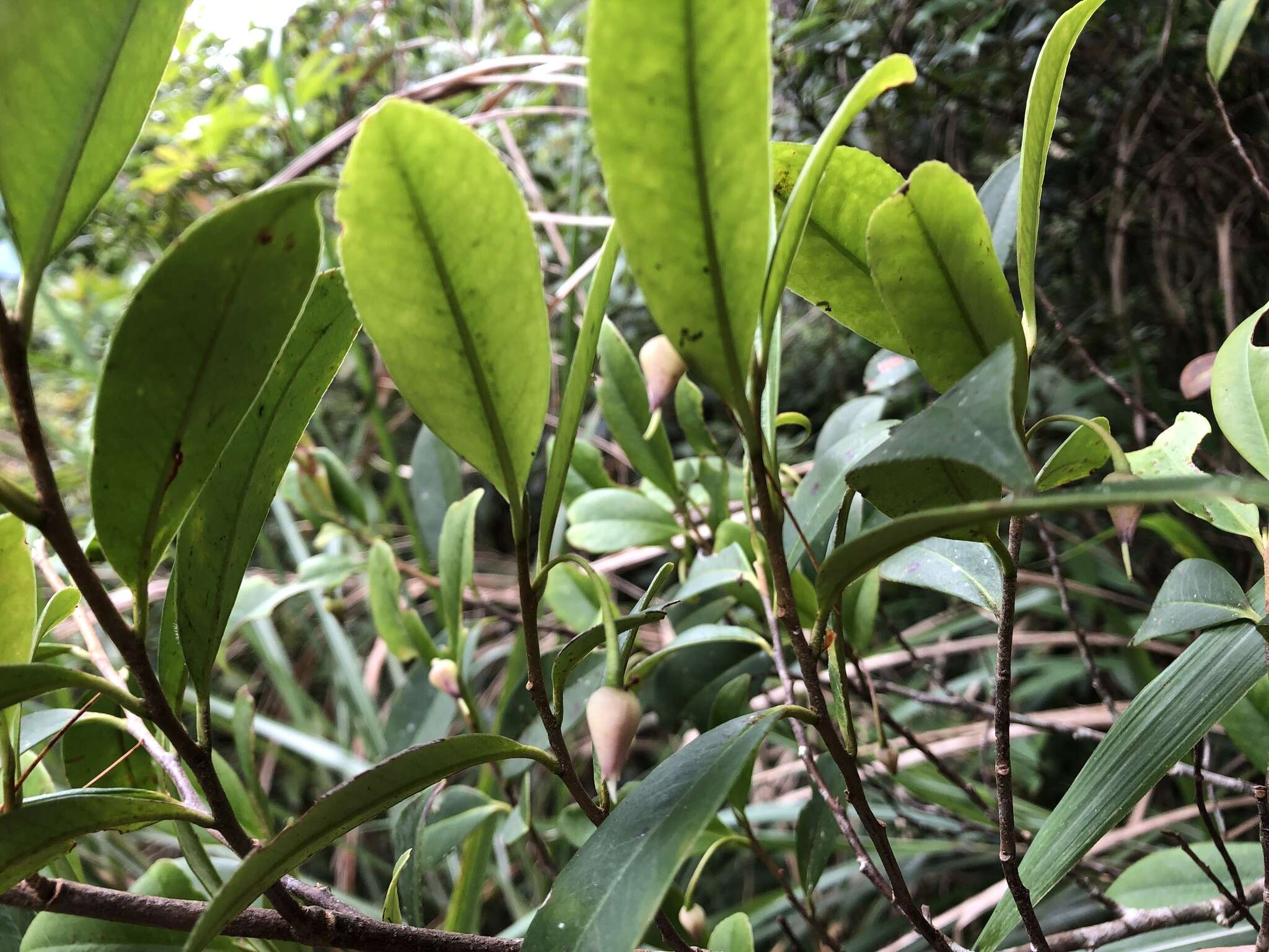 Image of Adinandra formosana Hayata