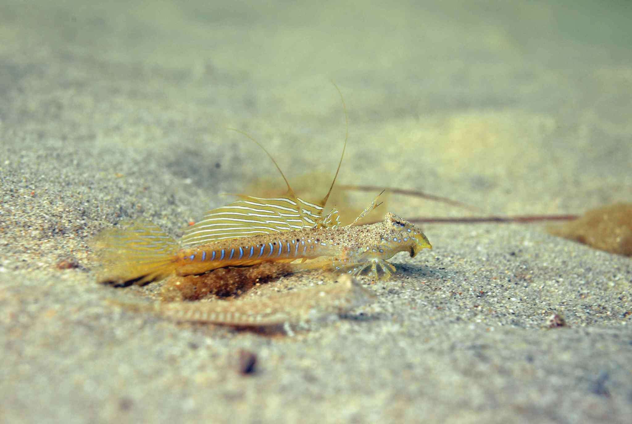 Image of Sailfin Dragonet